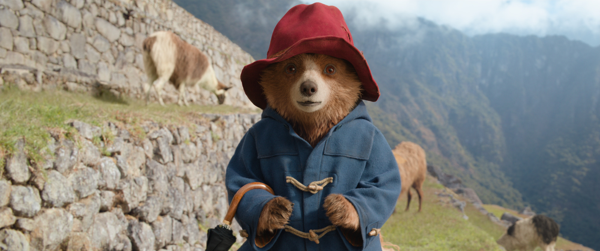 Paddington in his wee red hat and adorable blue coat, standing on a mountain in Peru with a bunch of llamas behind him